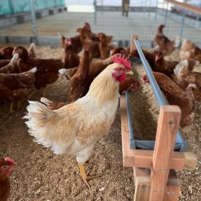 養鶏事業🐓 - 髙野商運グループ - お知らせ